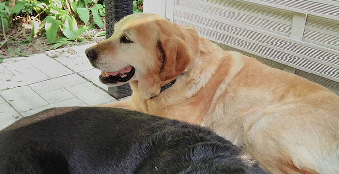 Labradorka Misia do adopcji
