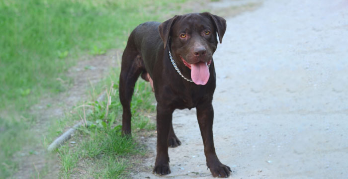 Moris, labrador do adopcji
