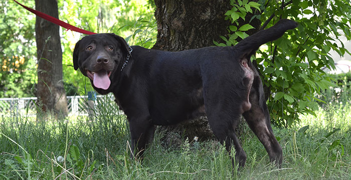 Moris, labrador do adopcji
