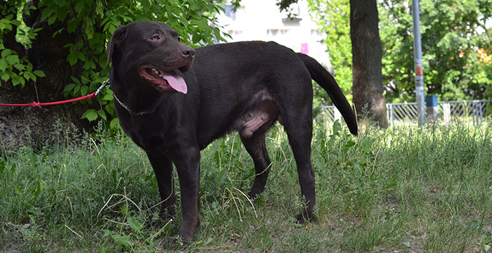 Moris, labrador do adopcji