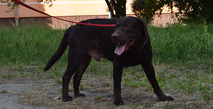 Moris, labrador do adopcji
