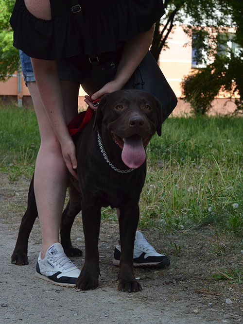 Moris, labrador do adopcji