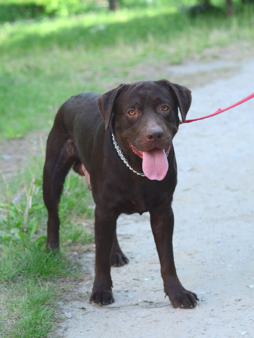 Moris, labrador do adopcji