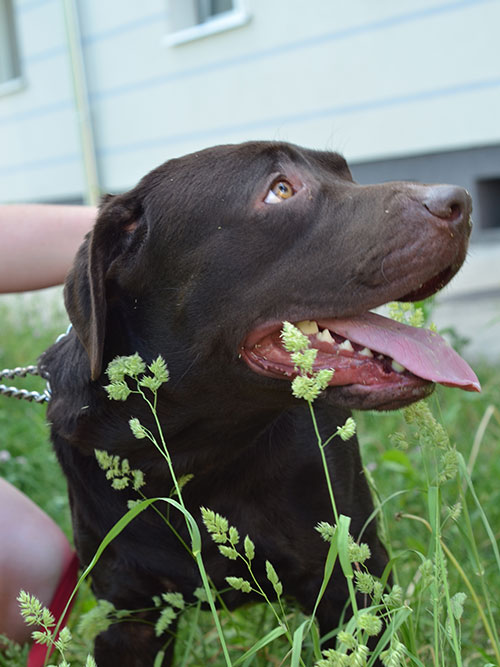 Moris, labrador do adopcji