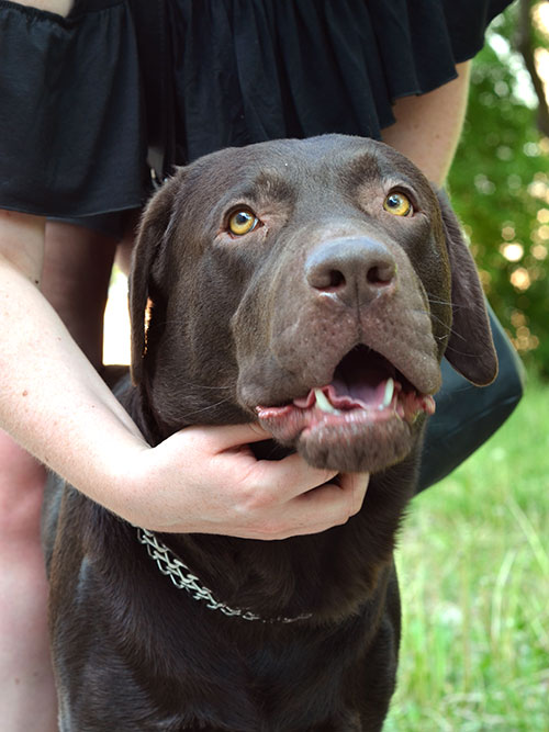 Moris, labrador do adopcji