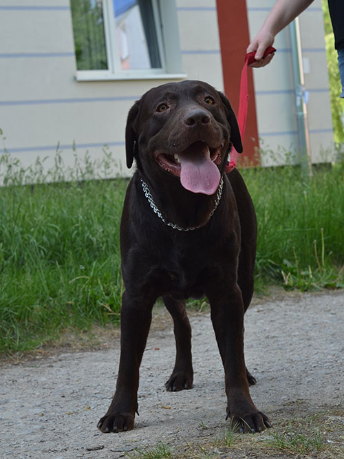 Moris, labrador do adopcji