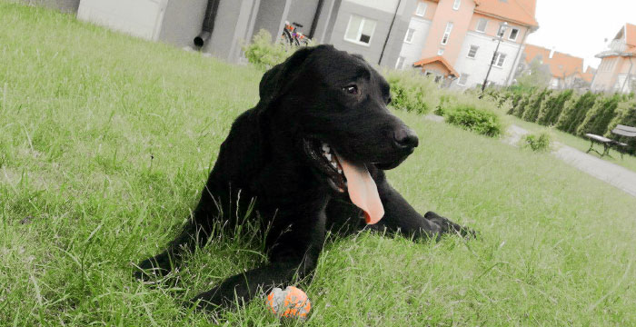 Labrador Poker