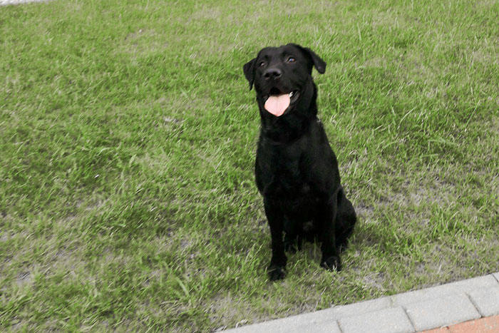 Labrador Poker
