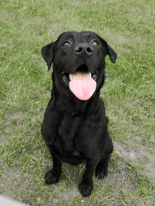 Labrador Poker