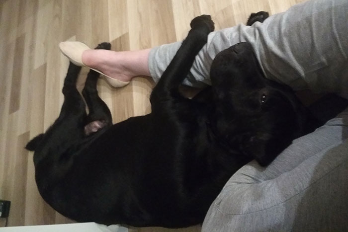 Labrador Poker