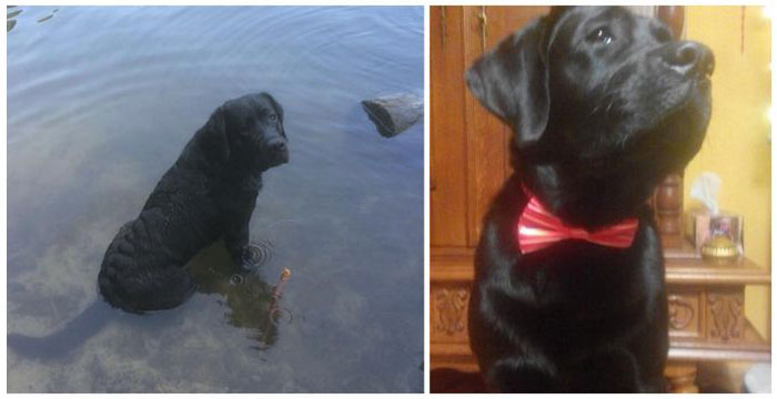 Zaginął labrador