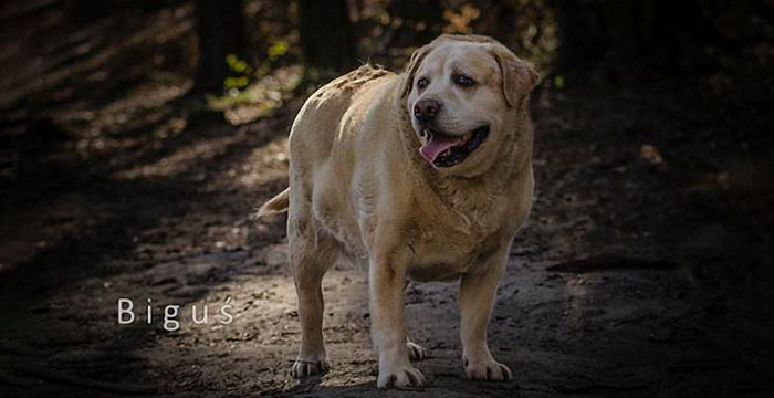 Biguś, labrador do adopcji