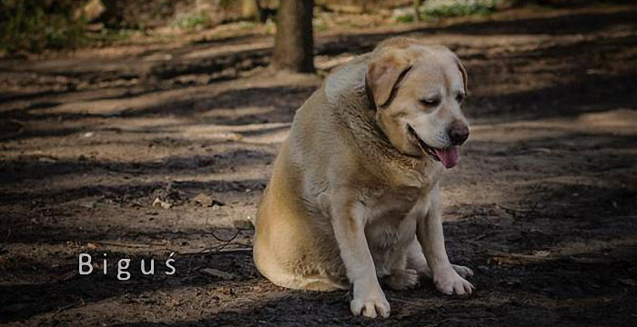 Biguś, labrador do adopcji