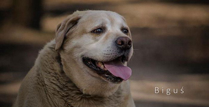 Biguś, labrador do adopcji