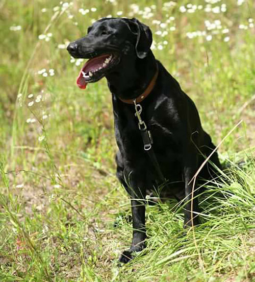 Havana do adopcji