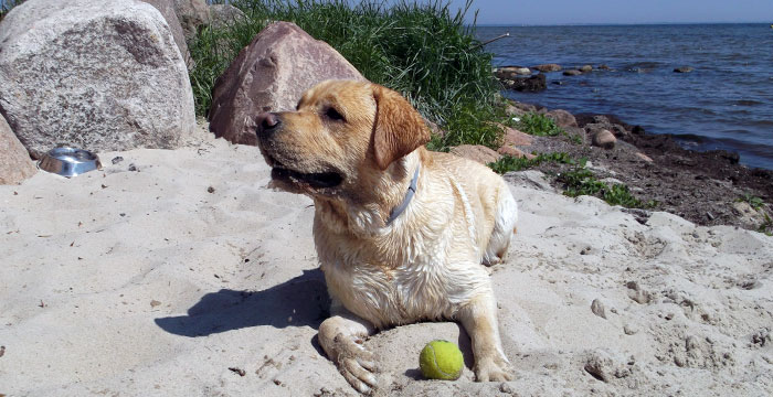 Yoda, labrador do adopcji