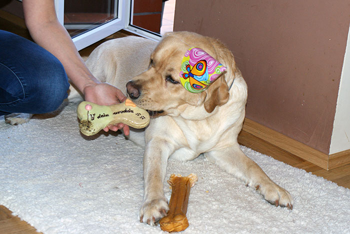Yoda, labrador do adopcji