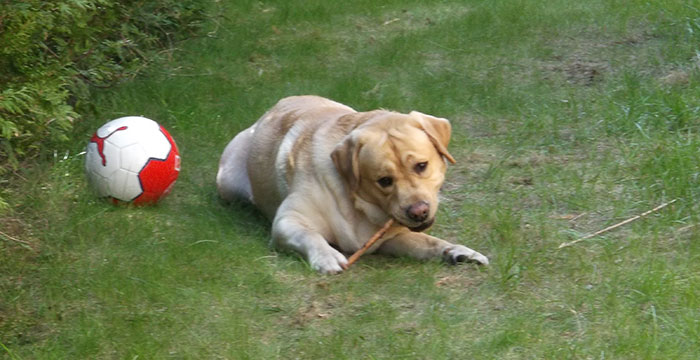 Yoda, labrador do adopcji