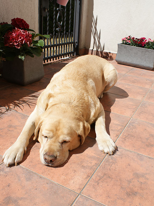 Yoda, labrador do adopcji