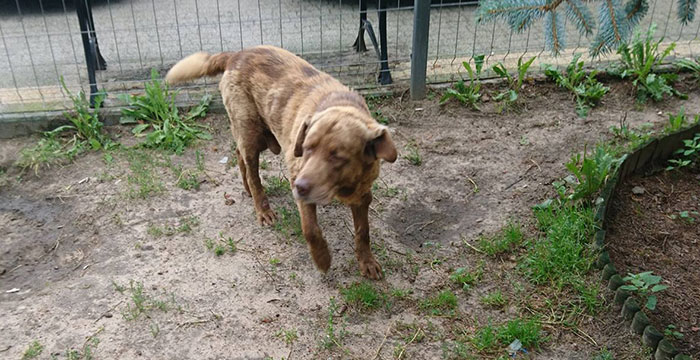 Labrador w potrzebie