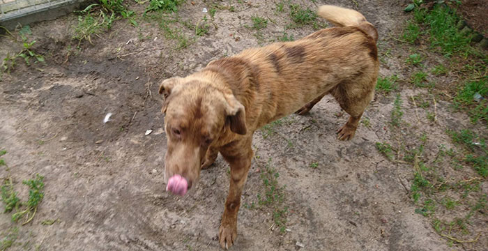 Labrador w potrzebie