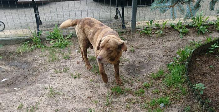 Labrador w potrzebie