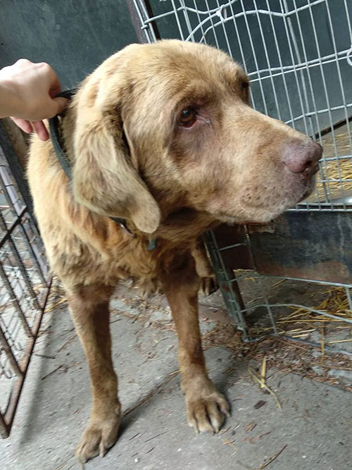 Labrador w potrzebie
