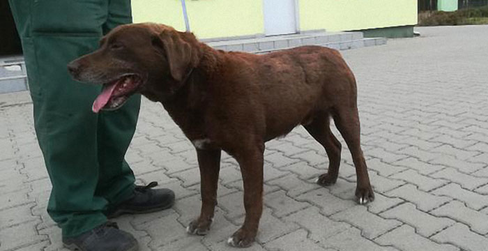 samiec do adopcji