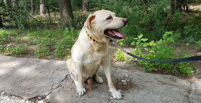 Labradorka w potrzebie