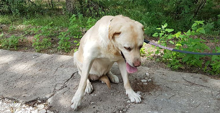 Labradorka w potrzebie