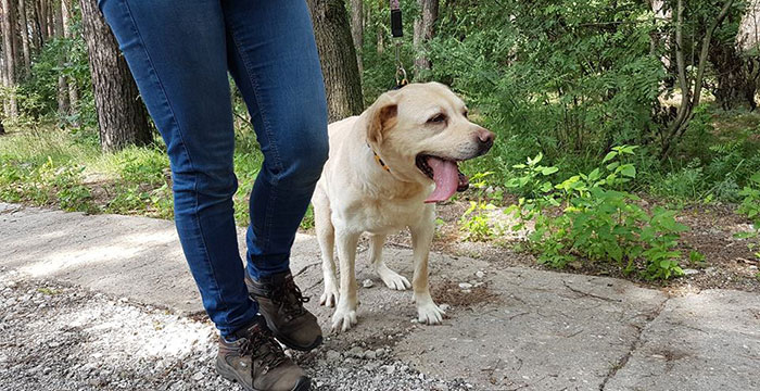 Labradorka w potrzebie
