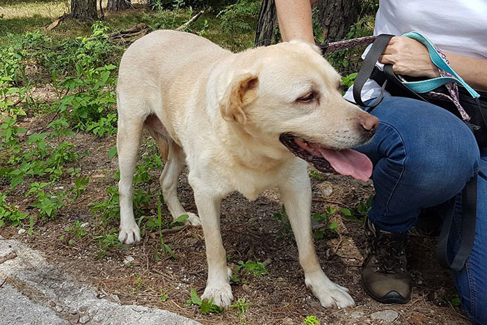 Labradorka w potrzebie