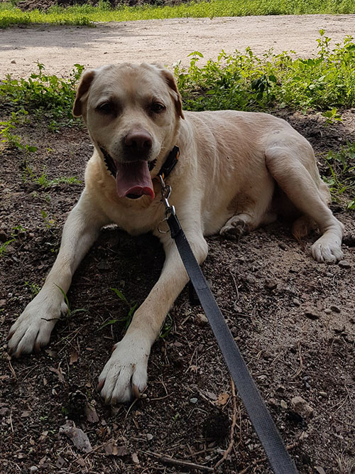 Labradorka w potrzebie