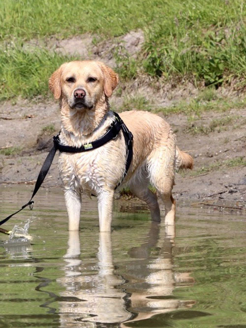 Labradorka Luna