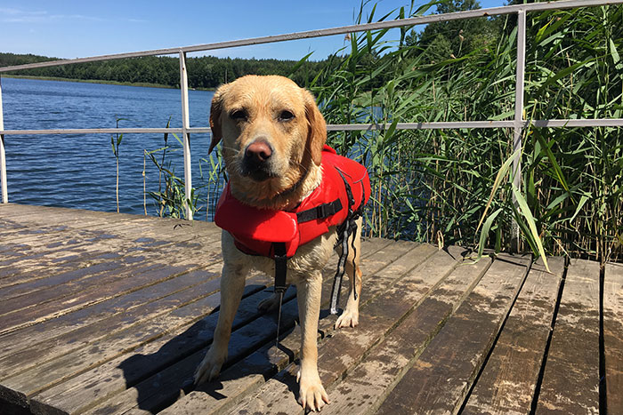 Labradorka Luna