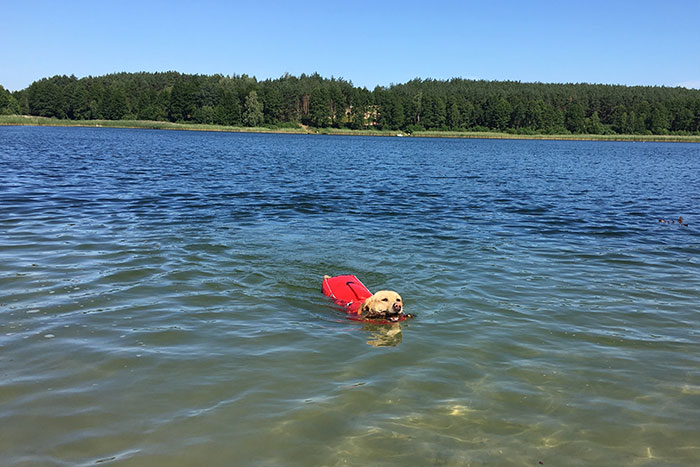 Labradorka Luna