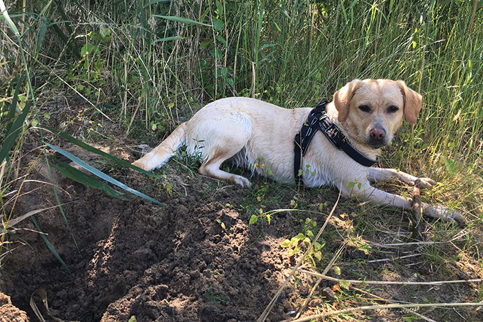 Labradorka Luna