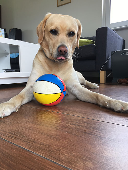 Labradorka Luna