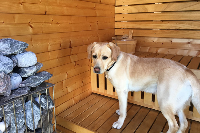 Labradorka Luna