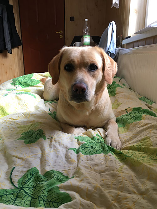 Labradorka Luna