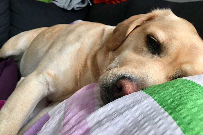 Labradorka Luna