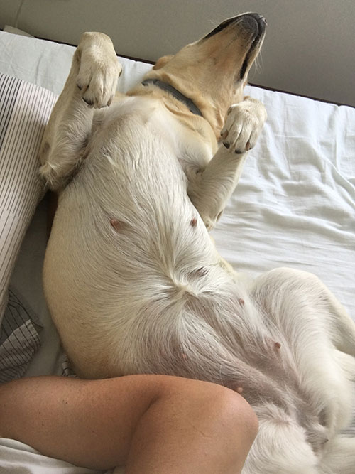 Labradorka Luna
