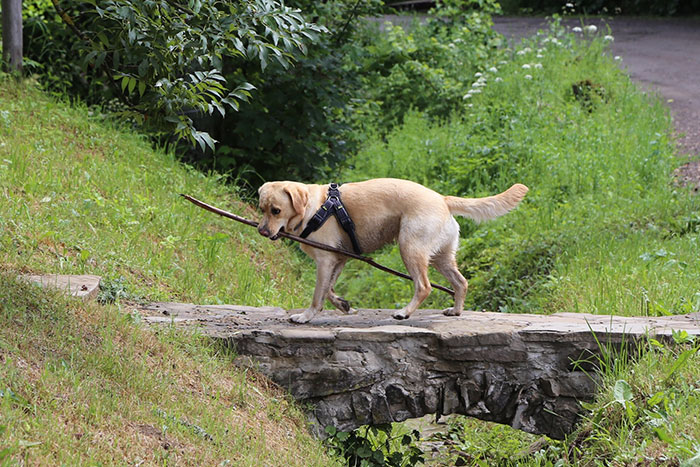 Labradorka Luna