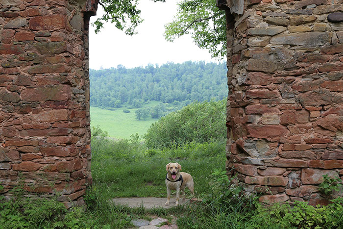 Labradorka Luna