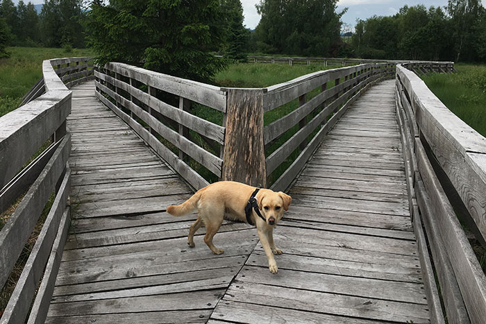 Labradorka Luna
