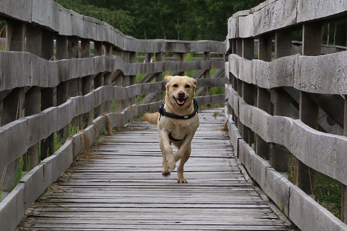 Labradorka Luna