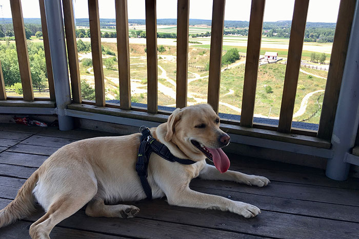 Labradorka Luna