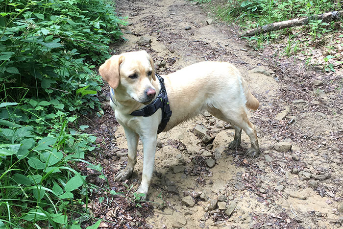 Labradorka Luna