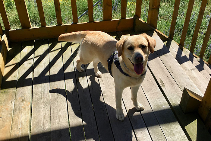 Labradorka Luna