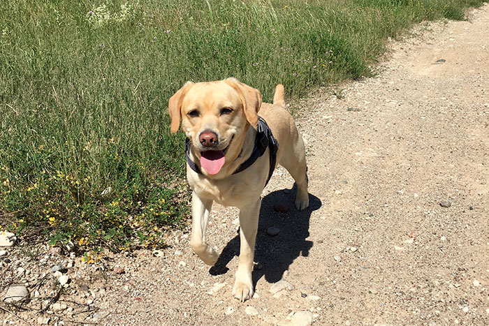 Labradorka Luna